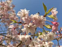 Flowers Wood Cherry