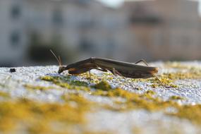 Wild Nature Bug