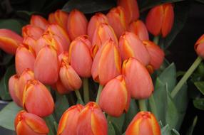 Flower Tulip Nature