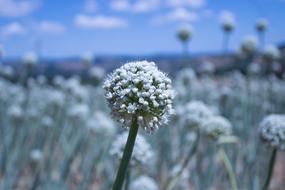 Flower Onion Nature