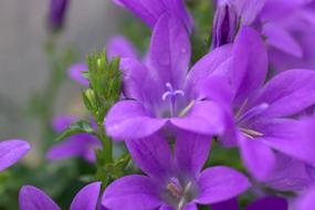 Spring Flower Nature
