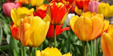 The tulips are great the garden is big.