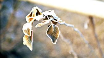 Frost The Leaves Winter