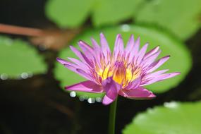 Nature Flora Flower