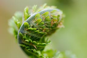 green plants are fluffy