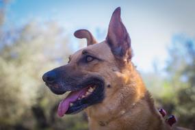 Canis Lupus Familiaris Animalia