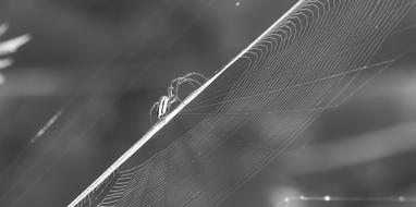 white spider