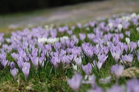 Flower Nature Plant