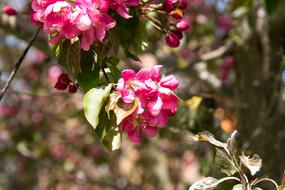 pink orchids on the tree