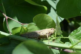 Leaf Nature Flora