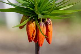 orange tree buds