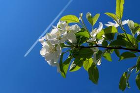 Plant Nature Blossom