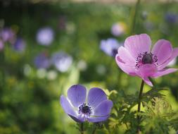 Garden Spring Poppy