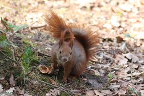 Nature The Squirrel Tail