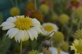 Nature Flower Flora