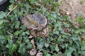 Nature Plant At The Court Of