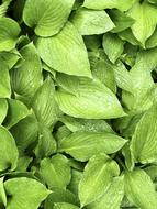 Leaf Plant