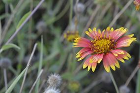 Nature Flower Flora