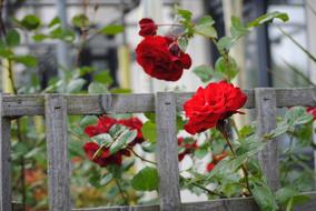 Flower Rosa Red Rose