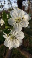 Flower Plant Nature