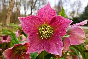 pink flower big beautiful