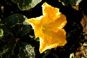 Pumpkin Flower Nature