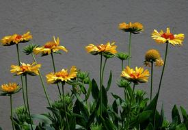 Flowers Nature