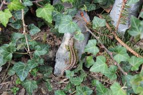 green leaves with stones