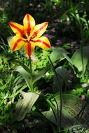Flower Nature Plant