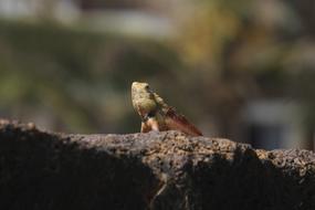 agile little lizard