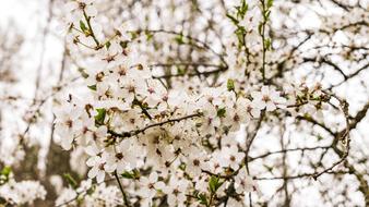 Cherry Wood Blossoms Branch
