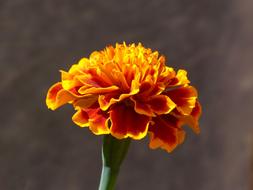Carnation Moro Flower