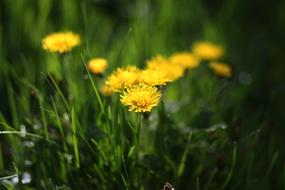 Dandelion Yellow Flower