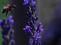 Bee Lavender Flower