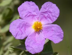 Flower Jara Steppe Cistus