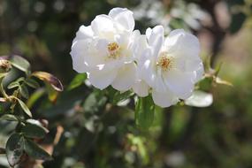 Plant Flower White