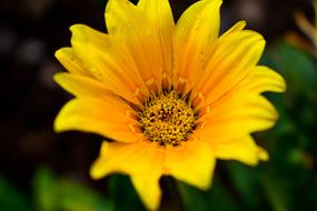 Flower Nature Plant