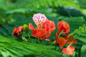 Flower Green Nature