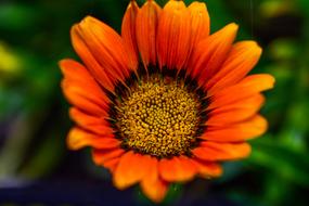 Flower Plant Nature