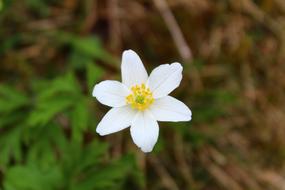 Nature Flower Plant