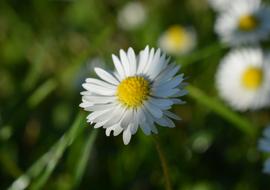Daisy Background Flower