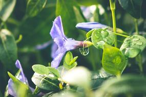 Leaf Plant Nature