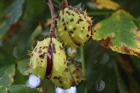 Chestnut Fruit Plant
