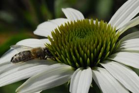 Nature Flower Plant