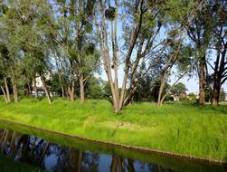 Tree Lawn Nature