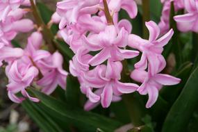 Hyacinth Pink Spring