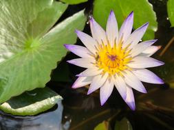 Pond Lotus Flower