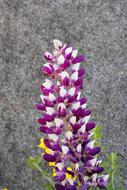 Flowers Nature Plants