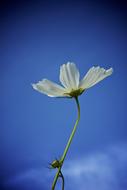 Cosmos White Flower