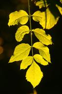 Leaf Nature Flora